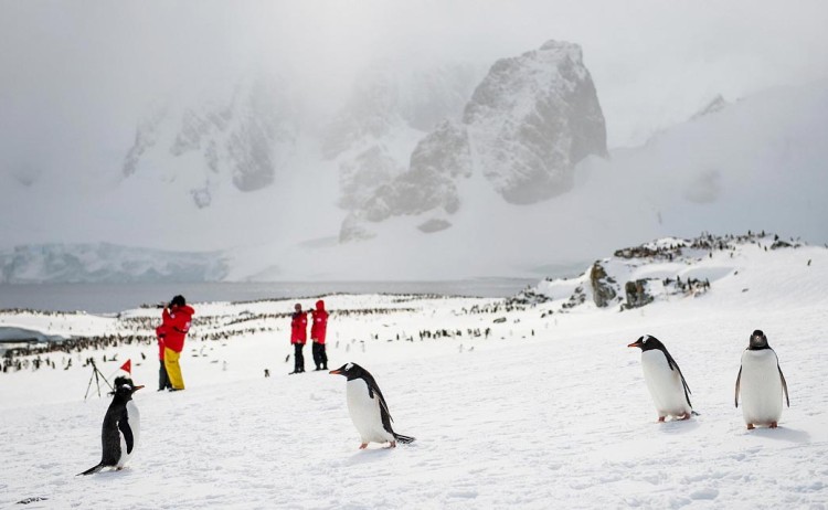 antarctic peninsula penguin colony Poseidon
