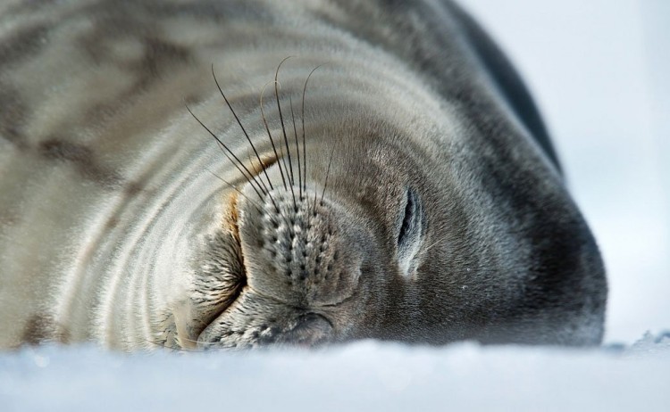 antarctic peninsula sleeping seal Poseidon
