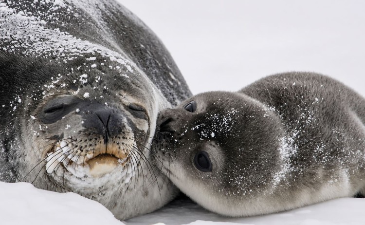 New Years Antarctic Circle Crossing motther and pup seal