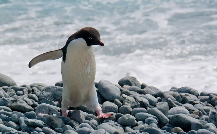 New Years Antarctic Circle Crossing penguin walking