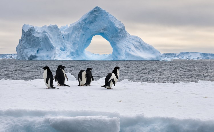 New Years Antarctic Circle Crossing penguins on a snowy iceberg platform