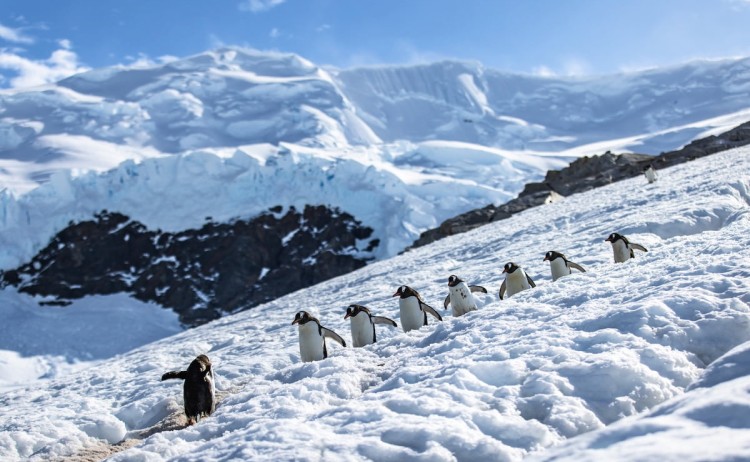 New Years Antarctic Circle crossing small group of penguins walking