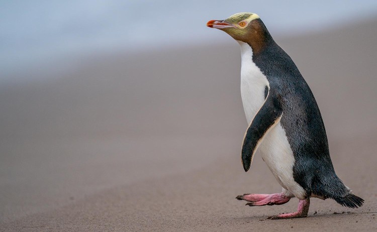 Auckland Islands Ponant Adrian Freyermuth