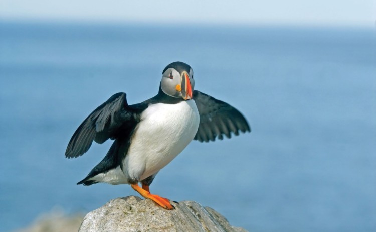 6951666 xl Marcel Rene Grossmann Puffin BirdSM 