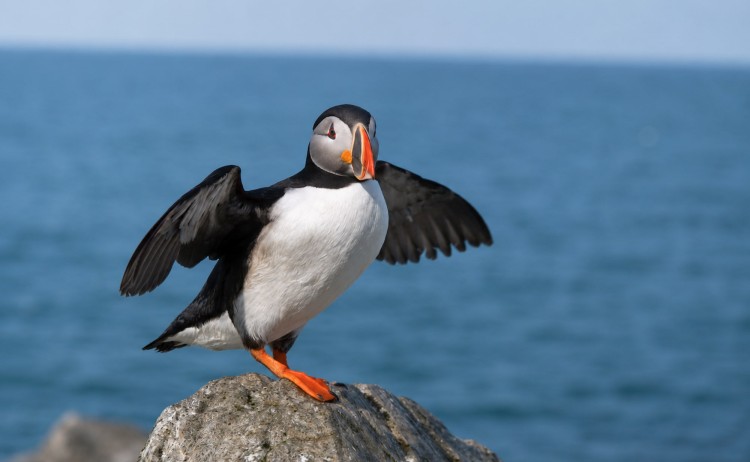 Newfoundland CircumnavigationPuffin bird
