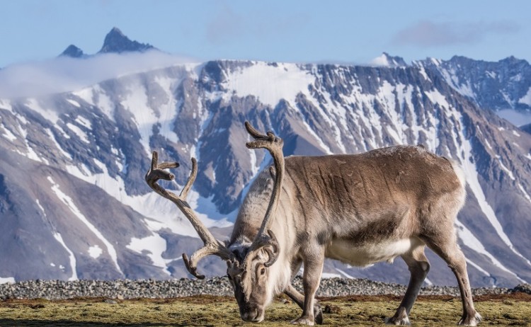 Deer roaming in Svalbard