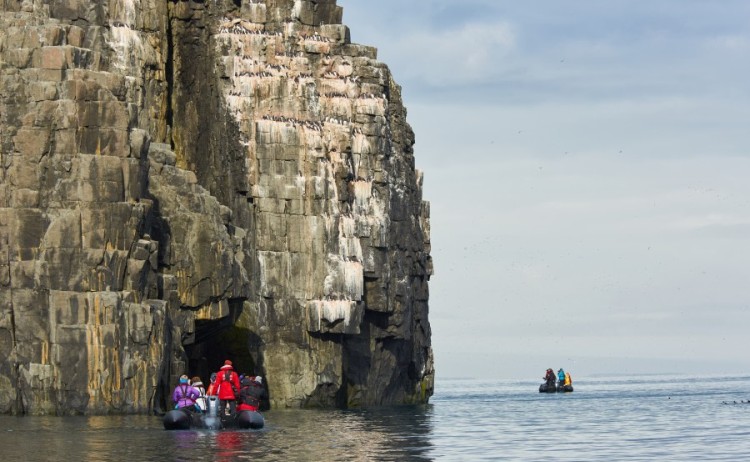 bird cliffs spitsbergen