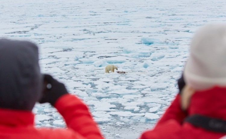 polar bear on pack ice spitsbergen
