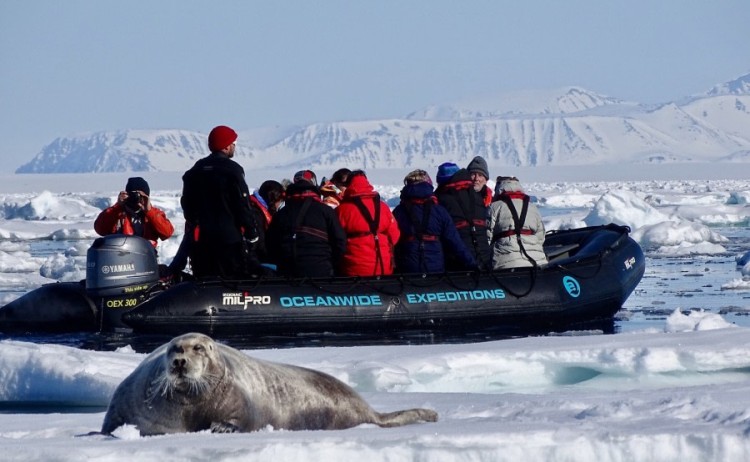 seal spitsbergen