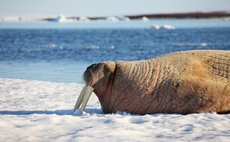 Walrus in Arctic