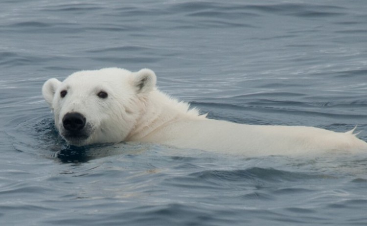 swimmng polar bear