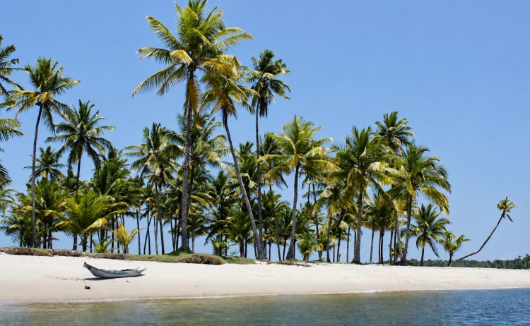 Northern Brazil Experience coconut grove by the turquoise shore