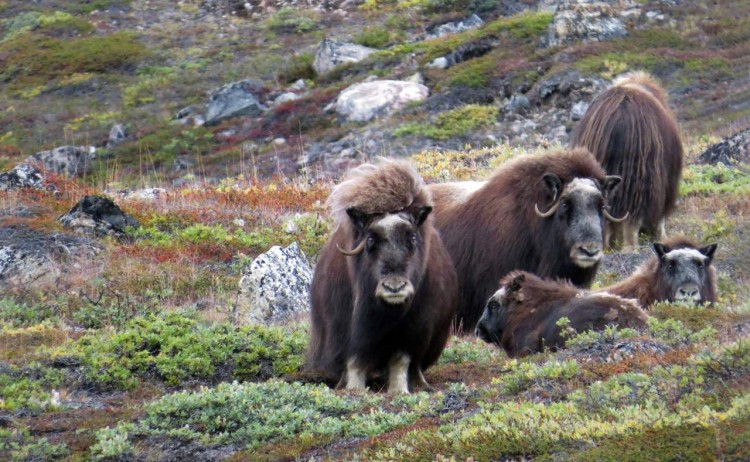Musk oxen Canada