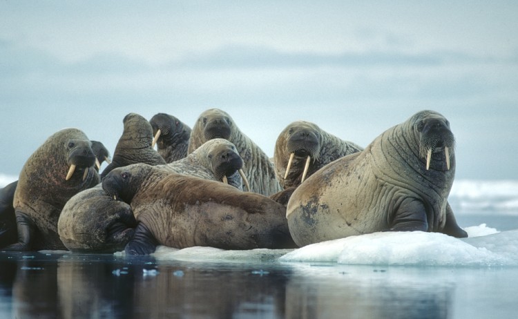 Group of walrus on ice floe in Canadian High Arctic