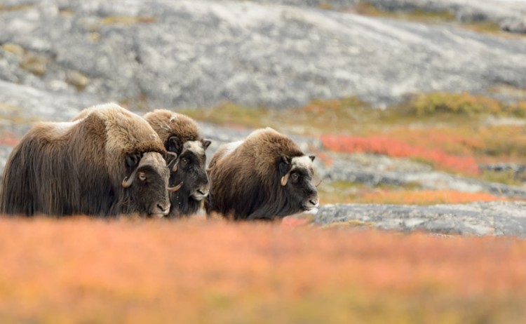 Muskoxen in Canada