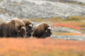 Northwest Passage: Epic High Arctic