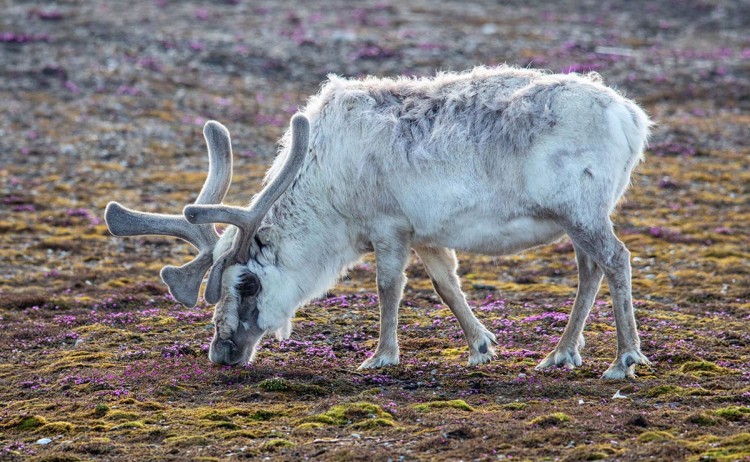 Lofoten to Svalbard reindeer eating