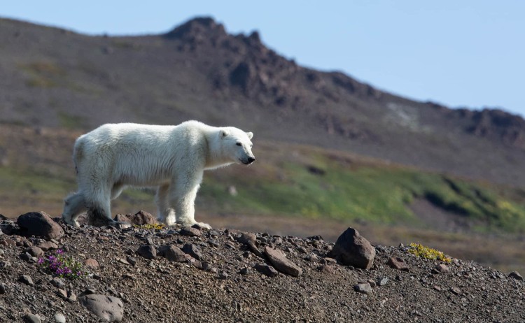 Lofoten to Svalbard the iconic Polar bear