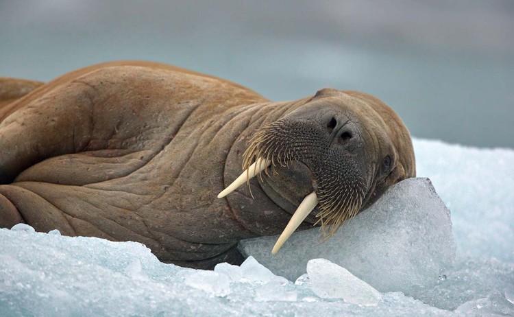 Lofoten to Svalbard walrus resting on ice