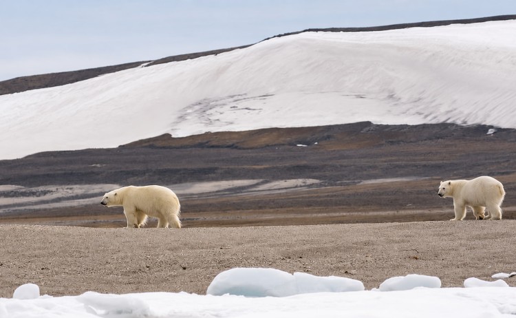 Out of the Northwest Passage Polar Bear spotting in Arctic