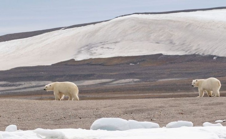 Polar Bear spotting in Arctic