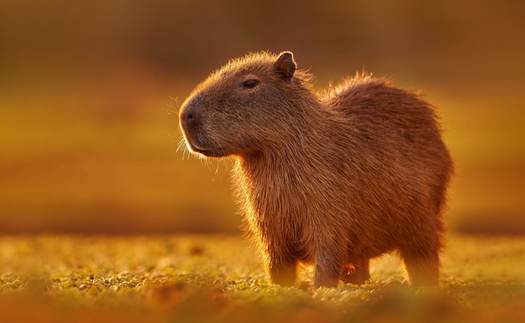 Pantanal tour Capybara biggest mouse near the water during sunset