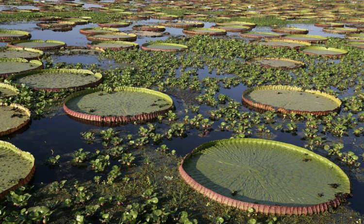 Pantanal tour giant Amazon water lily Victoria amazonica Brazil