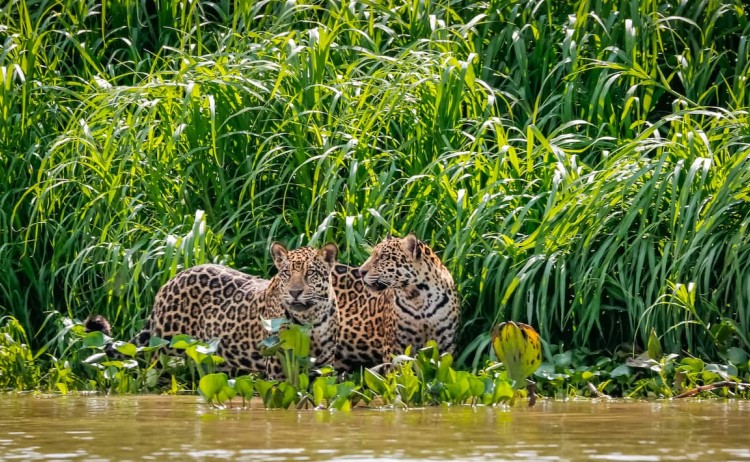 Pantanal tour two Jaguar brothers standing on a river edge