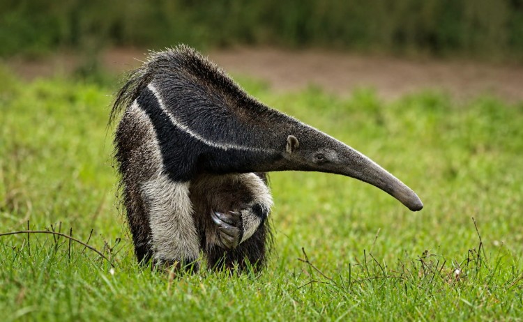 Pantanal tours a giant anteater standing in a grassy field