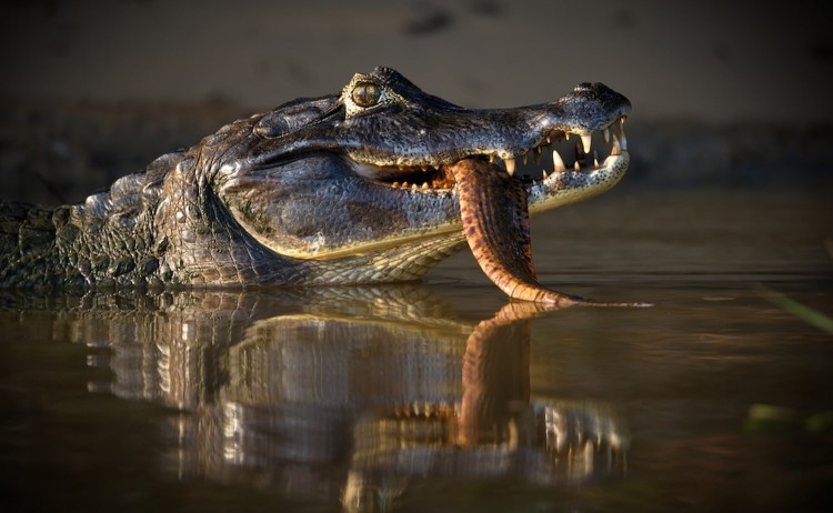 Pantanal tours black caiman emerging from water gripping a snake in its jaw