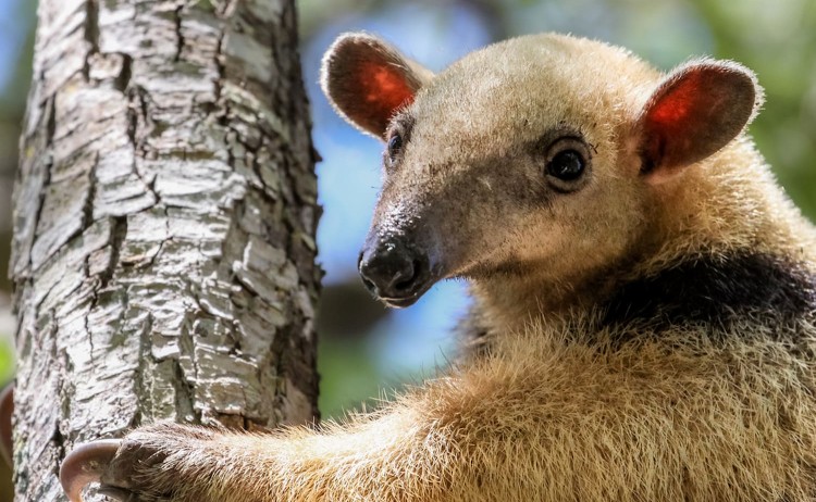 Pantanal tours tamandua clinging to a tree trunk