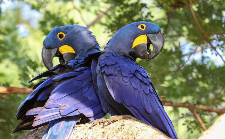 Pantanal tours two hyancinth macaw
