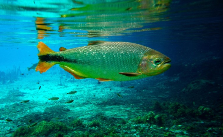 Rio da Prata Bonito brazil shutterstock 2209692095