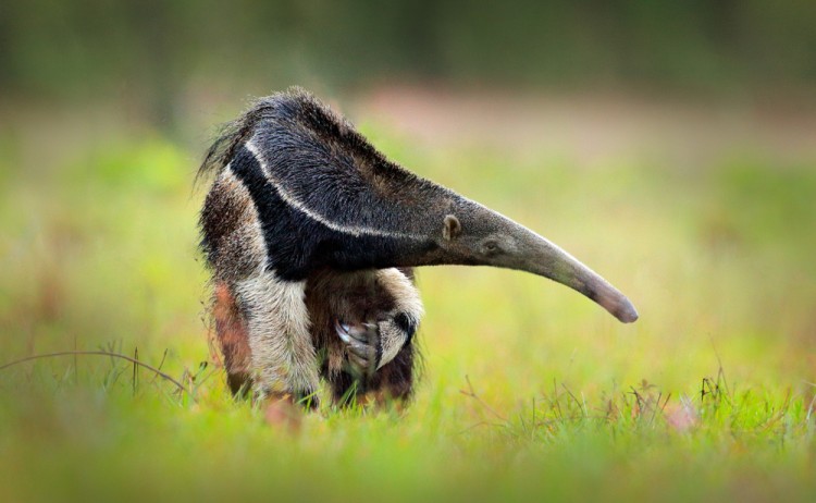 anteater pantanal shutterstock 1029848953