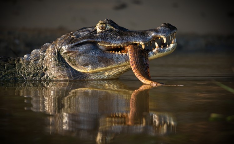black caiman shutterstock 2097394612