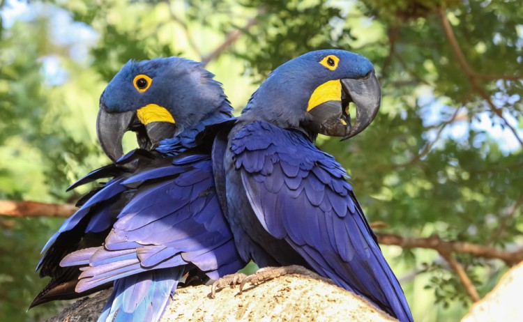 hyancinth macawshutterstock 559794898