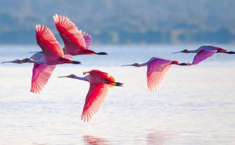 Pantanal river tour flock of Roseate Spoonbills