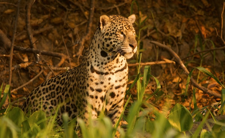Pantanal tour Jaguar sighting