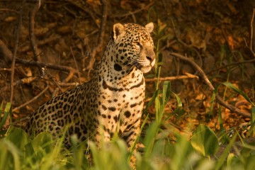 Pantanal Jaguar Expedition