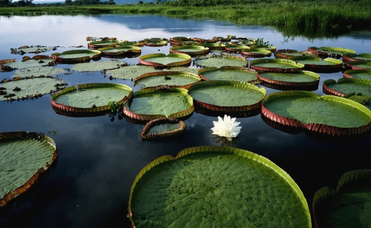 Pantanal tour massive Victoria regia liliy pads