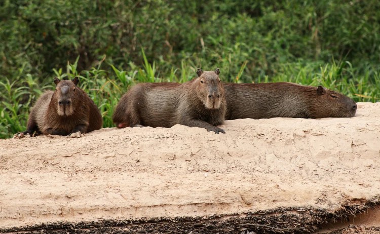Pantanal tours Capybaras resting in riverbank