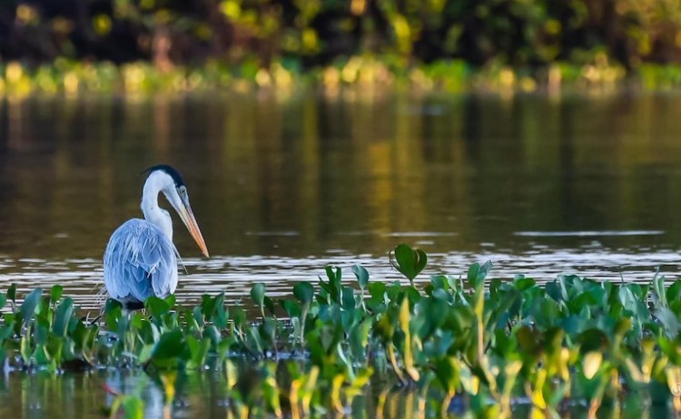 Pantanal tours birdlife in Mutum Eco lodge