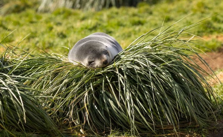 Fur seal sleeping