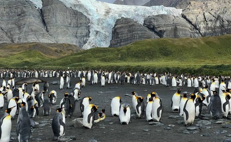 South Georgia colony of penguins