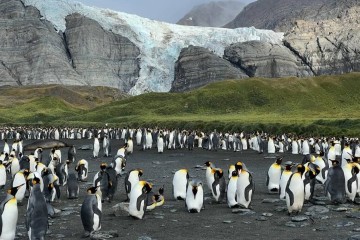Penguin Safari: South Georgia & Antarctica