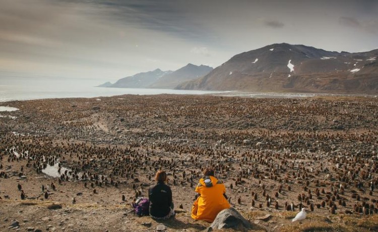 chilling with kings South Georgia Quark+