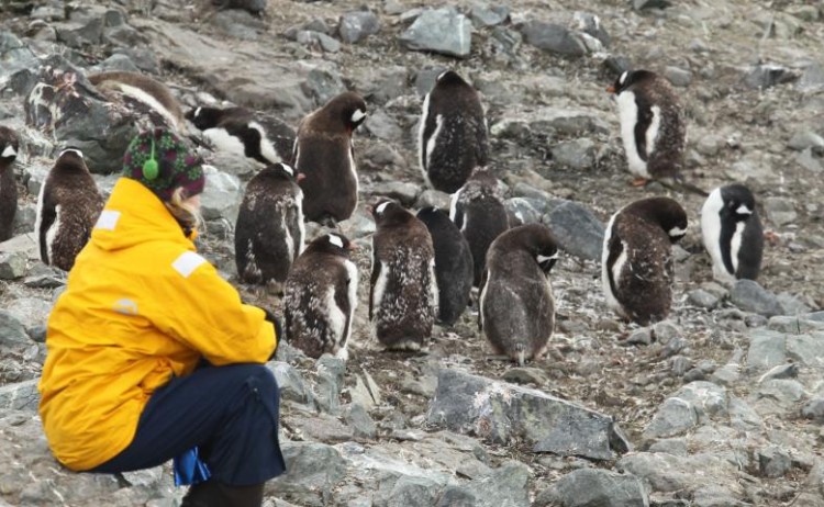 quark passenger with Penguins Antarctica penisula