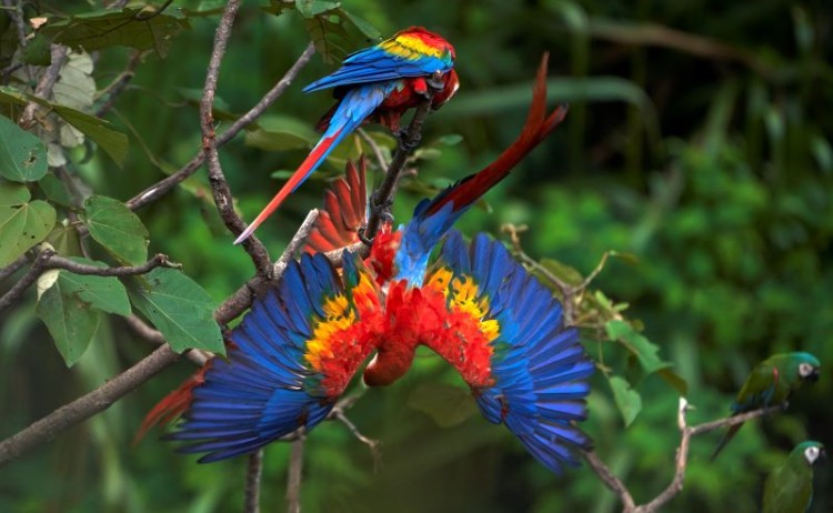 New Scarlet Macaws Peru Wildlife