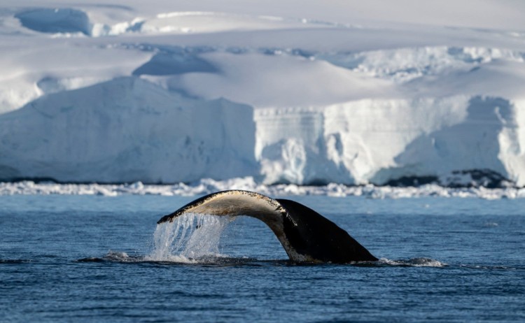 Whales spotted in the icy water of Antarctica v2