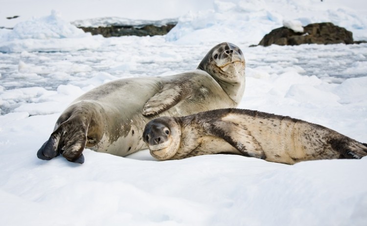 Antarctica Wildlife Seal 2 800